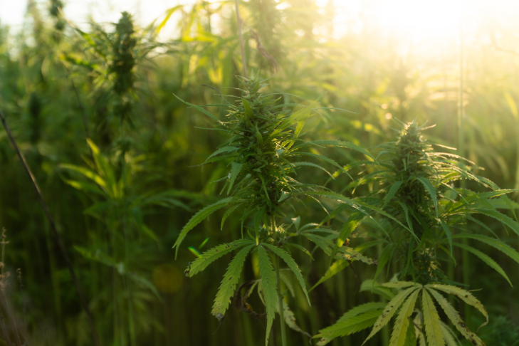 What is Regenerative Hemp Farming?
