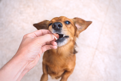 Can Dogs Take Aspirin?