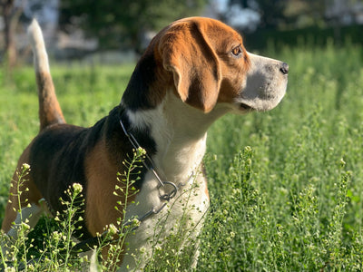 Beagle Lifespan and Health Issues