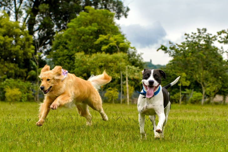 Two dogs running happily through a field