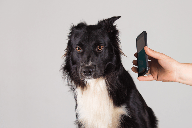 black dog listening to sounds from a smartphone