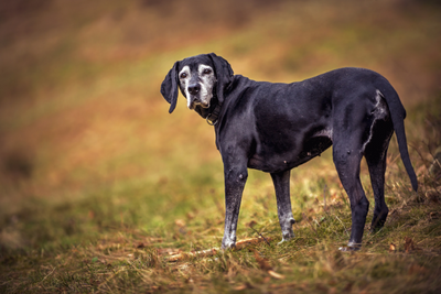 Keeping Senior Dogs Healthy &amp; Comfortable in Summer