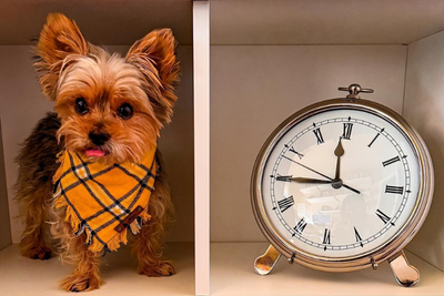 Does the Time Change Affect Pets?  