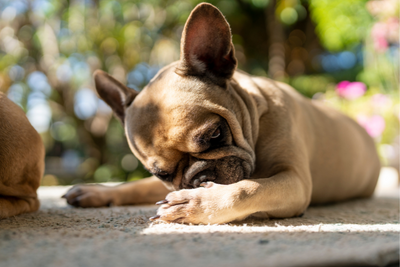 3 Ways CBD Hemp Oil May Help Seasonal Dog and Pet Allergies