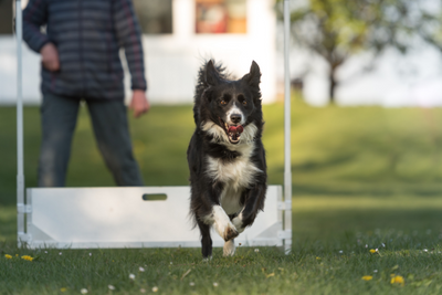 Choosing CBD for Your Active Border Collie: What You Need to Know