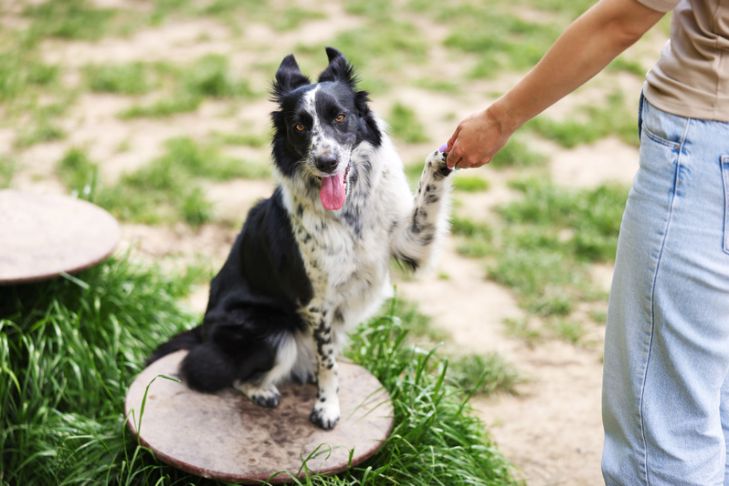 Why Trick Training Is So Important for Dogs