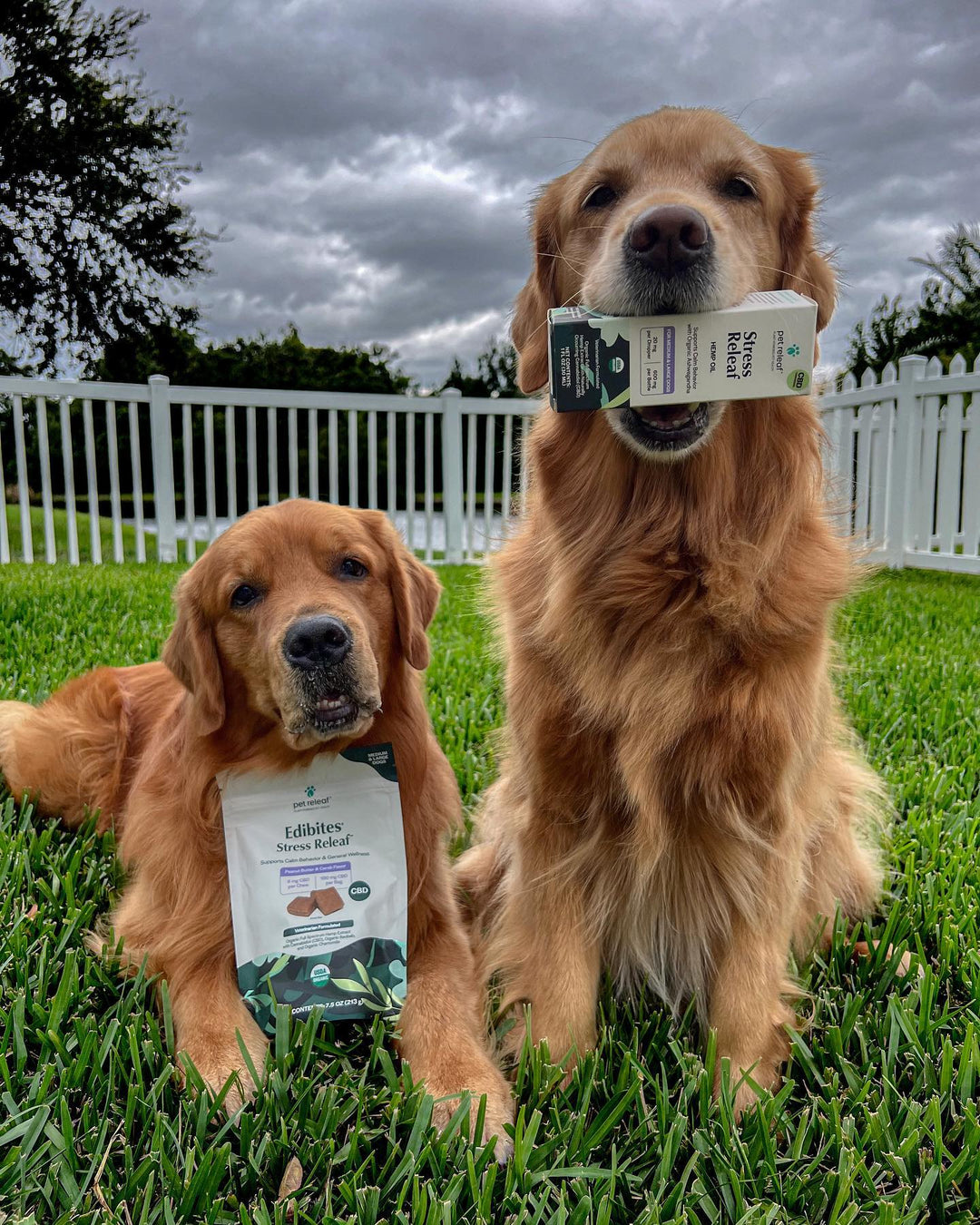 two golden retriever dogs with pet releaf oil and edibites