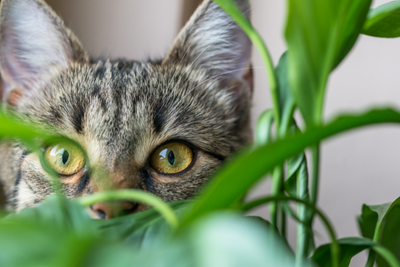 10 Houseplants That Are Toxic and Nontoxic For Dogs and Cats
