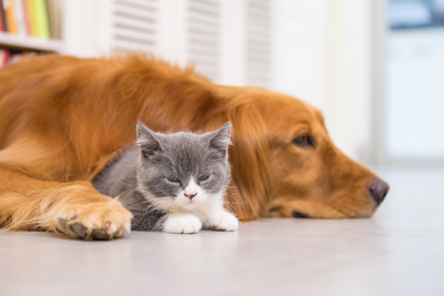 Preventing Cabin Fever in Pets