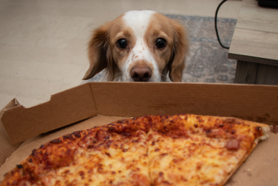 Can Dogs Eat Pizza?