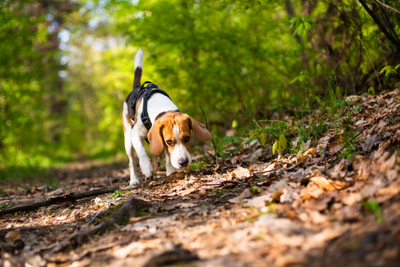 Why Is My Dog Eating Acorns? Is it Safe?