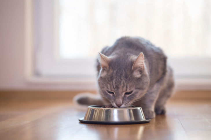 cat eating food out of bowl