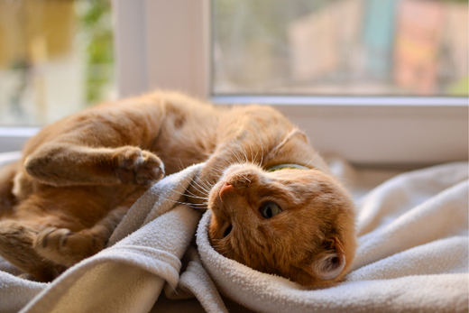 cat rolling over