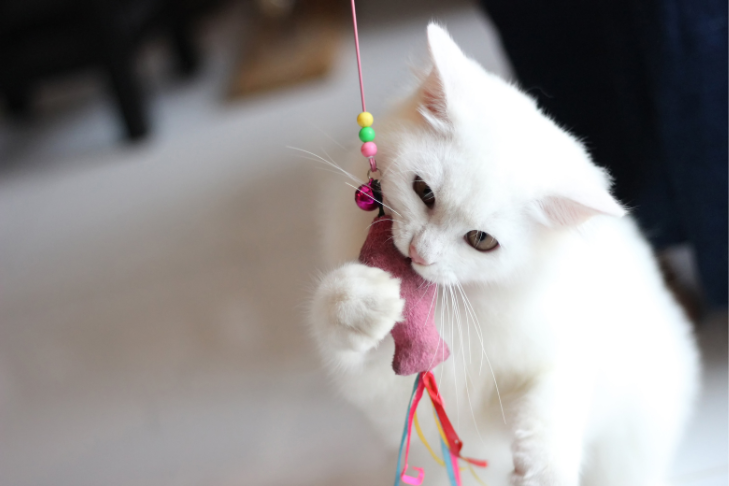Indoor Enrichment Activities for Cats: How to Keep Indoor Cats Happy and Engaged