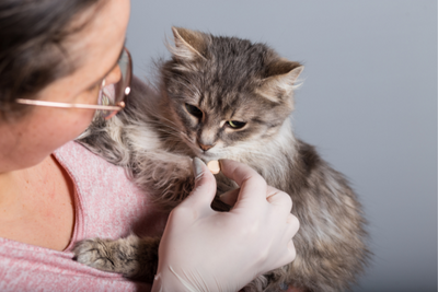 A Guide To Common Medications For Cats