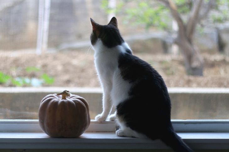 Cats and Halloween: How to Keep Your Cat Calm and Safe