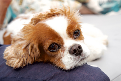 Pancreatitis in Dogs: What to Know
