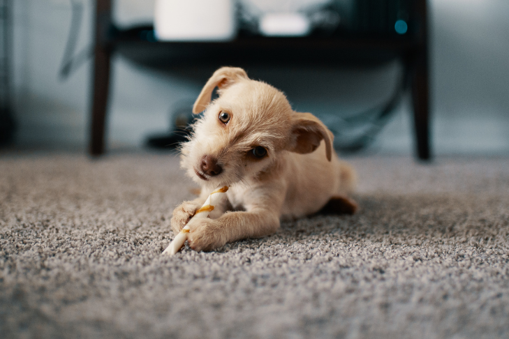 Can You Give Puppies CBD? Safe Use & Age Guidelines
