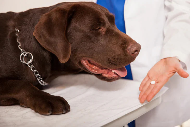 Chocolate Labrador retriever on a examination table with a person holding a pill