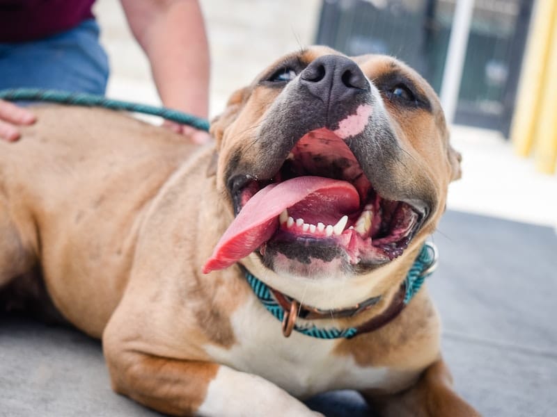 What Can I Give My Dog for Tooth Pain? Signs and Safe At-Home Support