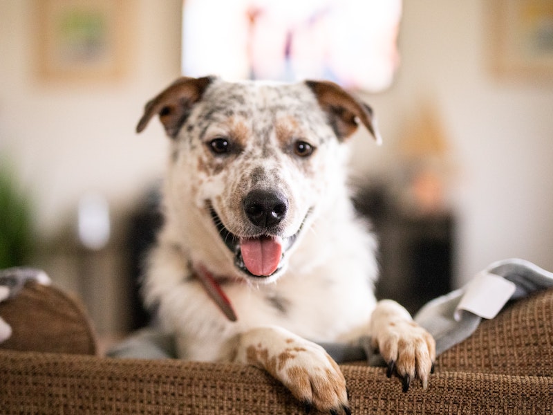 How to Support Your Dog’s Heart Health