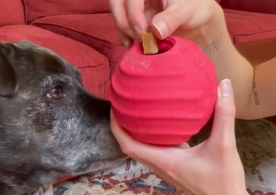 Creating a Calming Toy For Your Dog at Home