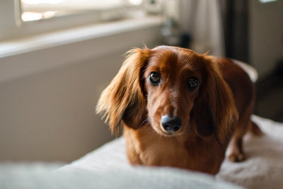 Dachshund Health Issues