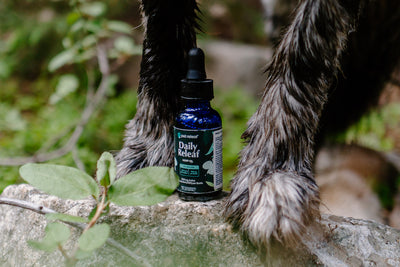 How to Read a Pet CBD Bottle and Decode the Label