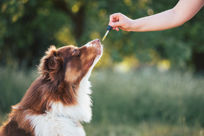 Why You Should Give Your Pet CBD Every Day