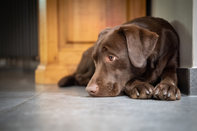 6 Signs of Grief in Dogs: Is My Dog Grieving?