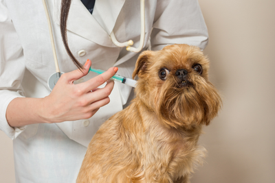 Do Dogs Need Flu Shots?