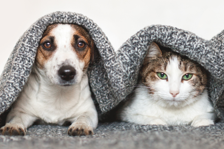 dog and cat cbd dosage