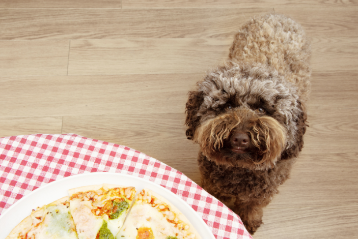 dog begging in the kitchen