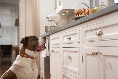 Give Your Pet A Taste Of Thanksgiving With Pet Releaf