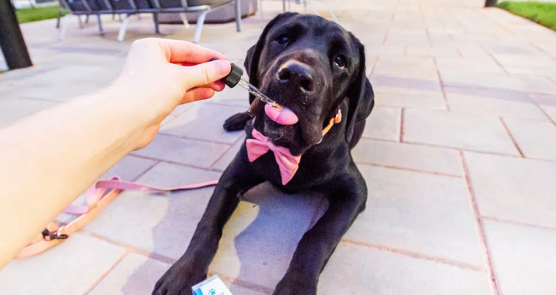 How to Administer Pet Releaf CBD Hemp Oil Products