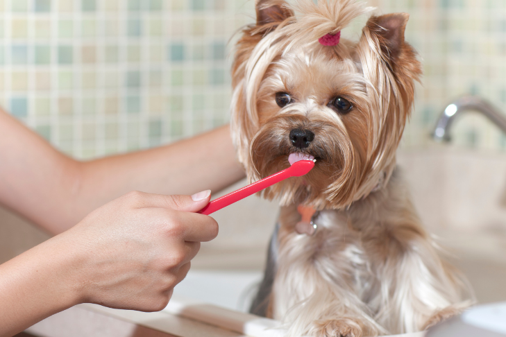 dog dental health