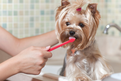 5+ Ways to Improve Your Pet's Dental Health