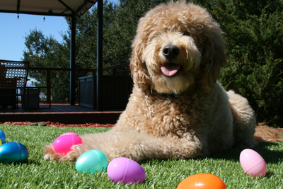 How to Host a Pet-Safe Plastic Egg Hunt This Spring