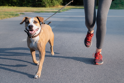 How Much Exercise Does a Dog Need?