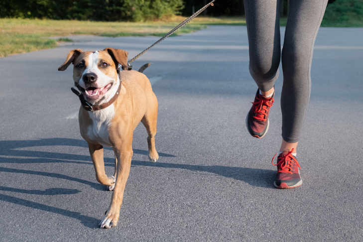 mixed breed dog jogging on a road with a person in leggings