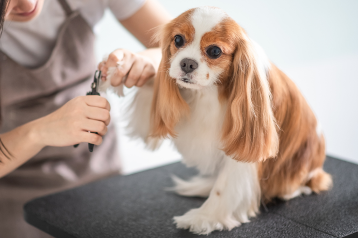 dog getting nails clipped
