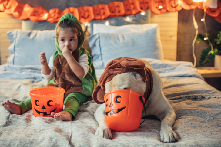 dog halloween treats