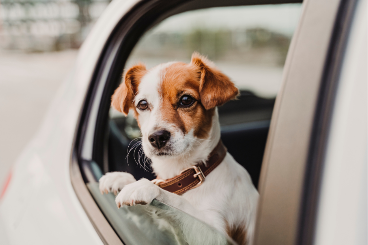 dog holiday travel - small pup in car