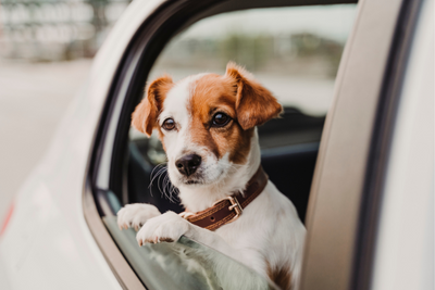 How to Prepare Your Pet for Travel: 5 Tips for a Safe &amp; Pleasant Trip!