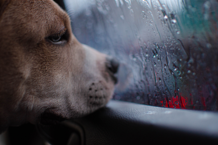 dog hurricane evacuation