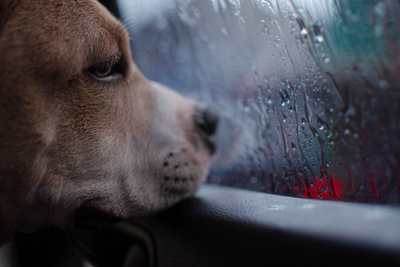 Hurricane Preparedness &amp; Recovery for Pet Owners