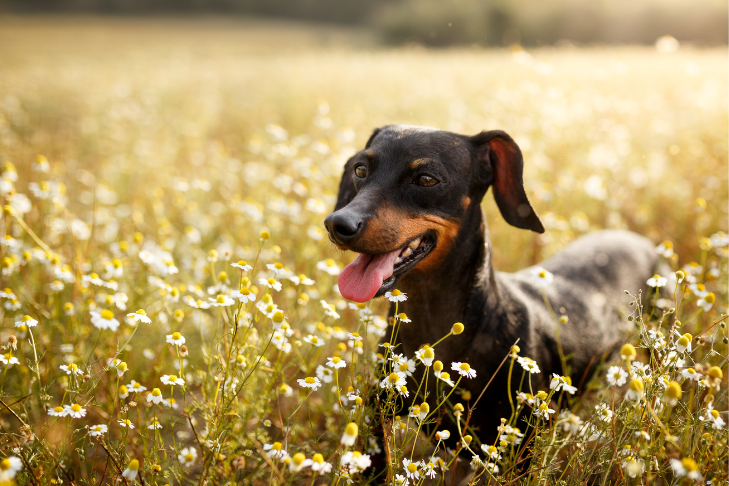 dog in field of chamomile