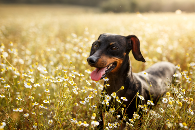 Chamomile For Dogs: Benefits &amp; Safety