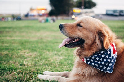 How to Keep Pets Calm During Fireworks