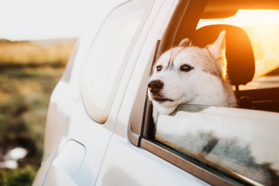 Car Sickness in Dogs: Signs, Causes, Prevention, and Treatment